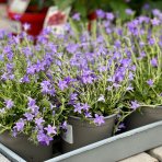 Zvonček (Campanula) ‘CLOCKWISE DEEP BLUE’ - výška 10-15 cm, kont.C1,5L